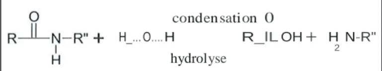 Figure 6. Schéma d"hydroly  se réversible des polyamides 