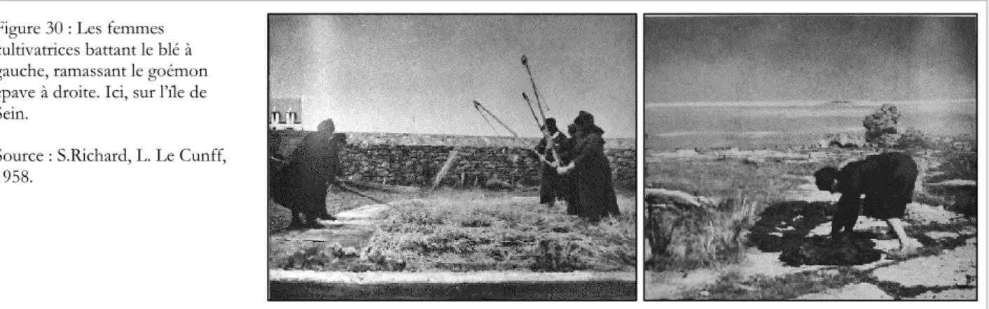Figure 30 : Les femmes  cultivatrices battant le blé à  gauche, ramassant le goémon  épave à droite