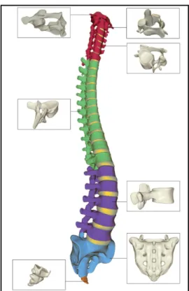 Figure 1 : Les 5 segments du rachis 