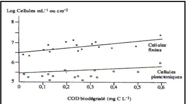 Figure 2.8 Relation entre la teneur en CODB (mg C.L -1 ) et les cellules bactériennes  fixées (log cellules.cm -2 ) ou planctoniques
