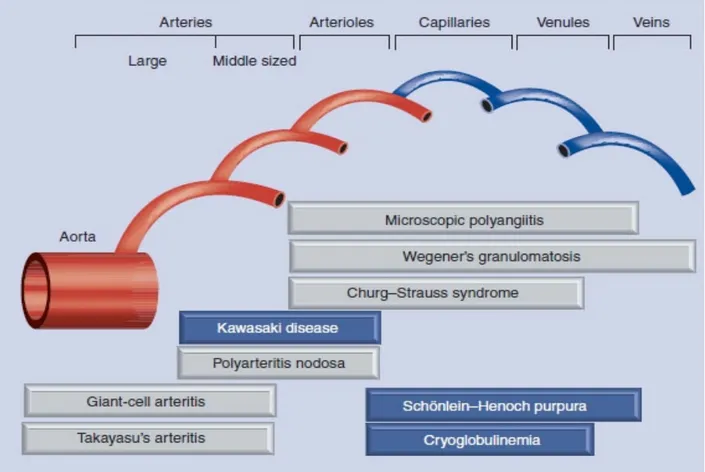 Figure 1: Nomenclature de Chapel Hill 1994 (2) 