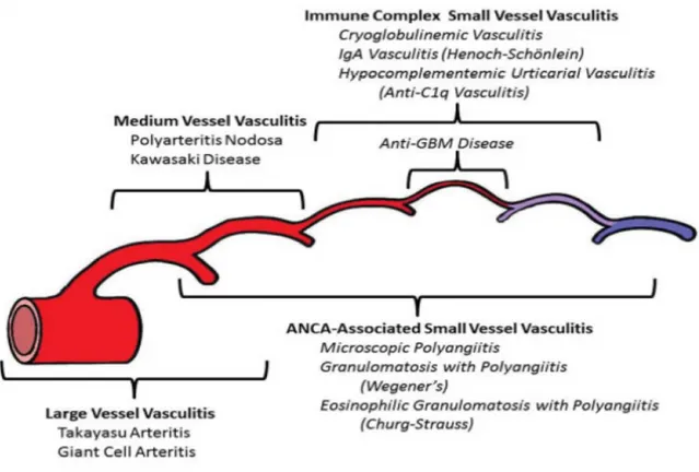 Figure 2: Nomenclature de Chapel Hill révisée en 2012 (14) 