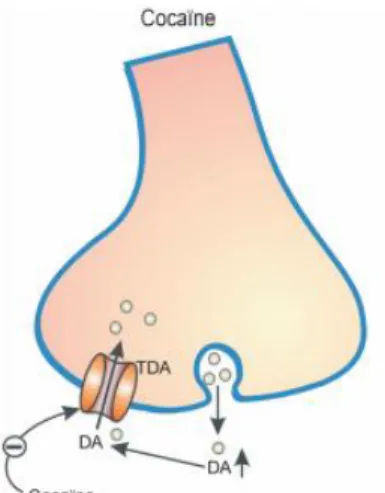 Figure 1 - Mécanismes d’action des  psychostimulants sur les  terminaisons synaptiques  dopaminergiques : diminution de la 