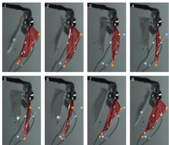 Fig. 5: (Colour online) Experimental deflection shapes at res- res-onance: (a) flapping mode; (b) twisting mode