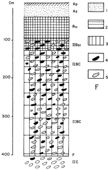Fig.  12  -  Profil  schématique  des  sols  lessivés  des  basses  terrasses  de  l'avant-pays molassique et  des niveaux homologues