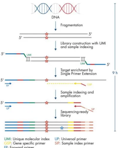 Figure 1 : Les étapes du QIAseq Targeted  DNA Panels 