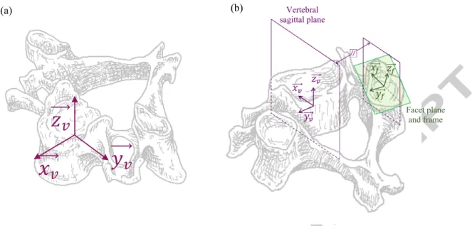 Fig. 2: (a) Anatomical frame associated to each vertebra computed for vertebral motion tracking similar to the  description in Rousseau et al