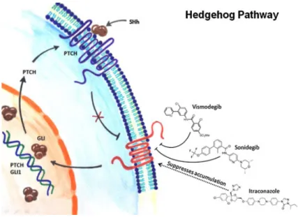 Figure 2 : Actions du vismodegib, sonidegib et itraconazole sur la voie Hedgehog 26
