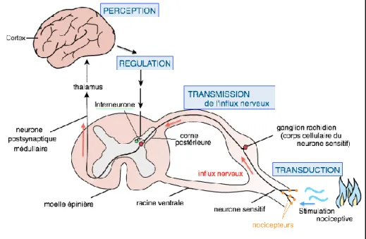 Figure 1 : Anatomie des voies de la douleur 