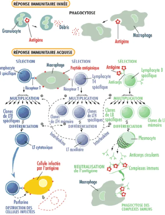 Fig 4 : Immunité innée et adaptative [10] 