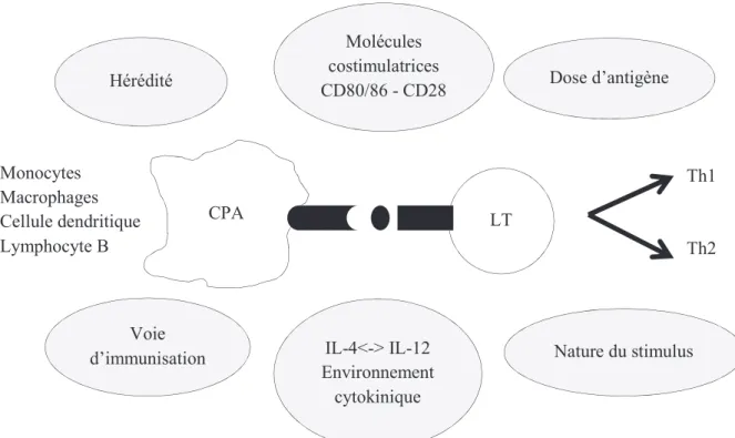 Figure 1 : Principaux déterminants de la polarisation Th1/Th2 (24) Molécules costimulatrices CD80/86 - CD28  LT  Nature du stimulus IL-4&lt;-&gt; IL-12 Environnement cytokinique Voie d’immunisation Dose d’antigène Hérédité CPA Monocytes Macrophages Cellule