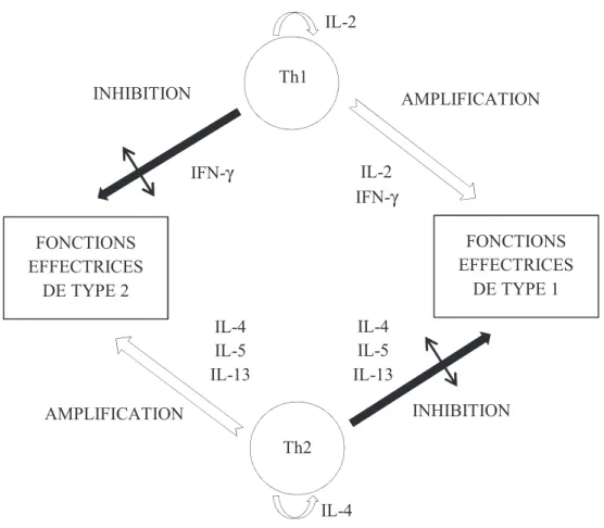 Figure 2 : Modulation réciproque des sous-populations lymphocytaires Th1 et Th2 par leurs produits  de sécrétion (24) 
