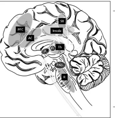 Illustration  des  principales  projections  viscérales  et  des  structures  corticales  et  sous-corticales impliquées dans la réponse  à la douleur viscérale.
