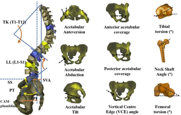 Fig. 2. Skeletal and postural parameters calculated from 3D reconstructions obtained from full-body biplanar radiographs.