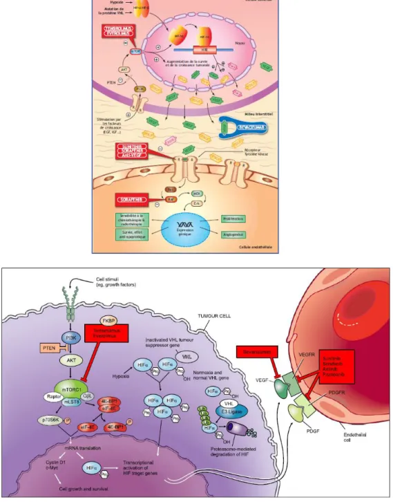 Figure  10  -  Schéma  récapitulatif  des  mécanismes  d'action  cellulaire  des  thérapies  ciblées  dans  le  traitement du cancer du rein [42] [46] 