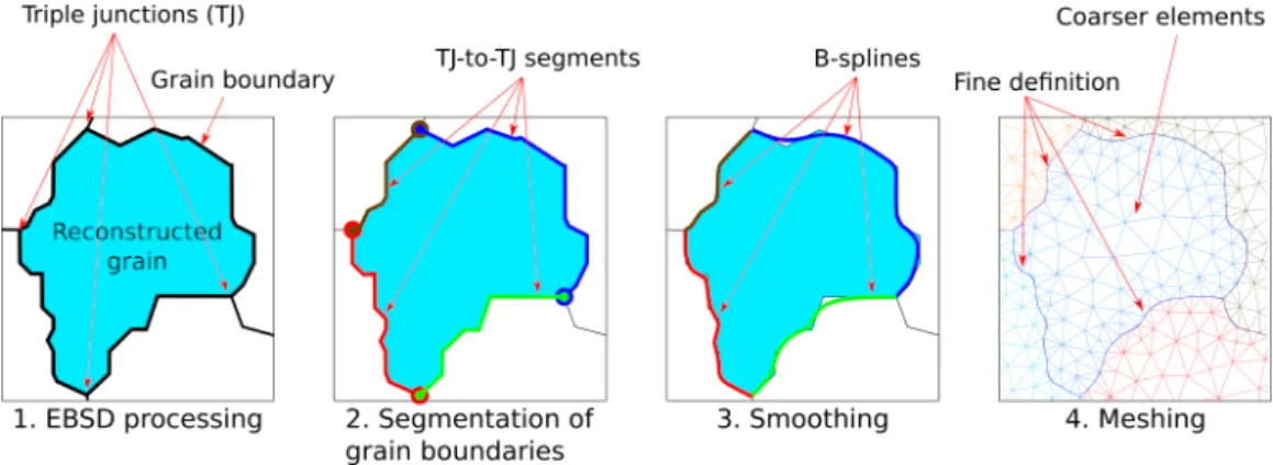 Figure 1: Schematic representation of the algorithm used in MTEX2Gmsh: 1) once the grains are reconstructed using to MTEX (Bachmann et al., 2011), the algorithm fetches all triple junctions (TJ) in the whole map; 2) each grain boundary is divided into TJ-t