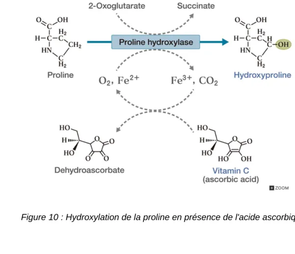 Figure 10 : Hydroxylation de la proline en présence de l'acide ascorbique