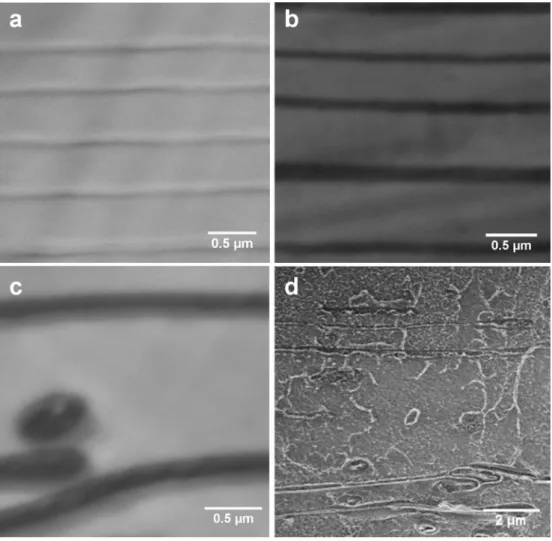 Fig. 2. Cross section STEM images of 2049-layer PMMA/PS ﬁlled with (a) 0 wt %; (b) 0.5 wt % graphene; (c) 2.0 wt % graphene; (d) SEM image for ﬁlms with 4.0 wt % graphene (Here all ﬁlms are made from the commercial graphene master-batch