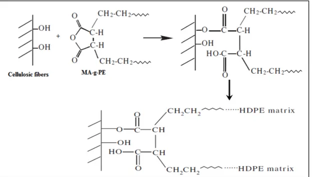 Figure 1.13  A possible mechanism of reaction between coupling agent, cellulosic   fibers and HDPE (reproduced from Li, Qingxiu et al (Li and Matuana 2003)) 