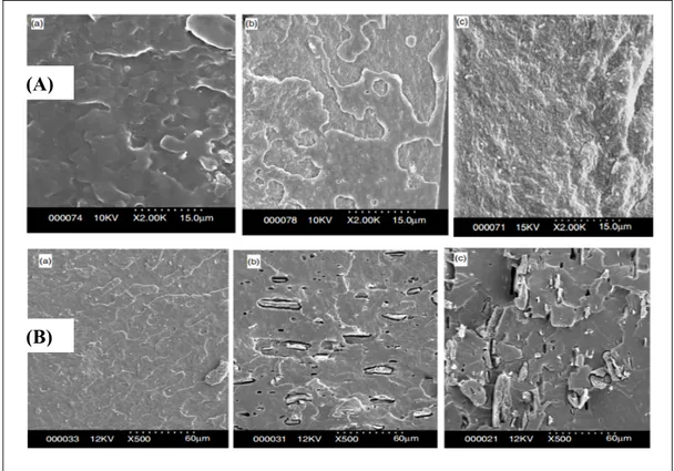 Figure 1.14  Fracture surfaces of (A) : solution-casted of neat PHBV (a),   PHBV/2% CNW (b), and PHBV/5% CNW (c) composites and (B): 