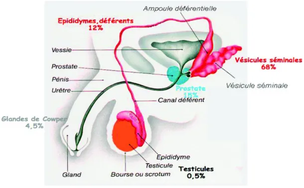 Figure 3 Constitution du sperme (7) 