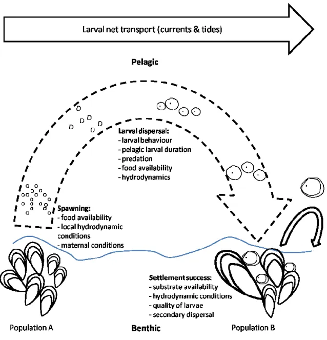 Figure  2.3  Overview  of  the  different  processes  contributing  to  the  variability  in  connectivity among populations (e.g