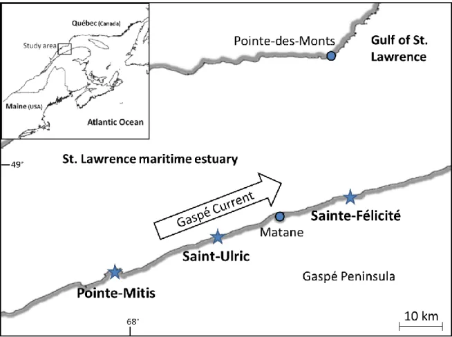 Figure 3.1 Mytilus spp. Study sites (stars) where mussel settlement was studied along the  St