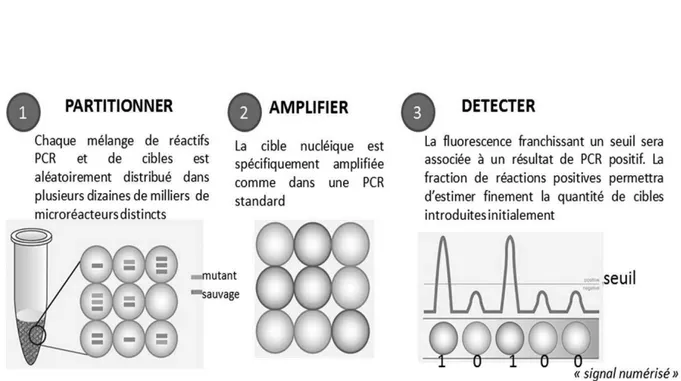 Figure  3 :  Principe  de  la  PCR  digitale  en  « gouttelettes »  (Qx200,  BIO-RAD  Technologies) 