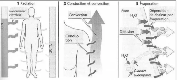 Figure 4 : Mécanismes de déperdition thermique (29) 