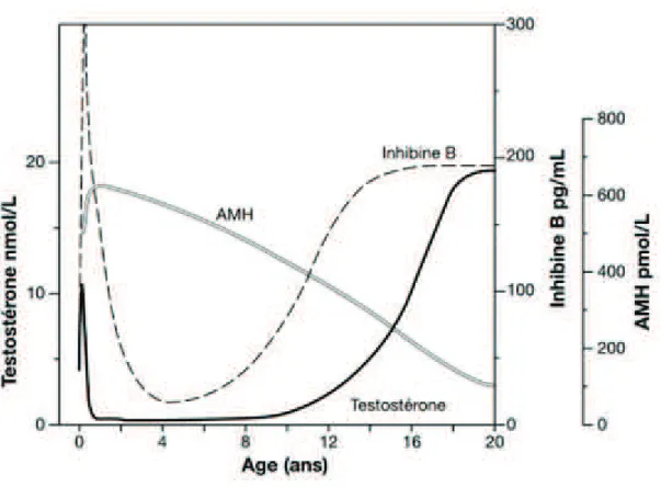 Figure 8 : Evolution des valeurs de testostérone, AMH et Inhibine B en fonction de l’âge  D’après  (43)