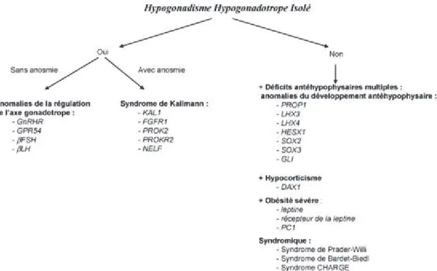 Figure  9 :  Mutations  génétiques  responsables  des  hypogonadismes  hypogonadotropes  congénitaux 