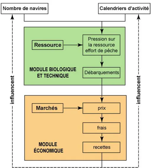Figure 9. Schéma simplifié de la structure d’un modèle « bioéconomique » dans un  objectif de gestion des pêches