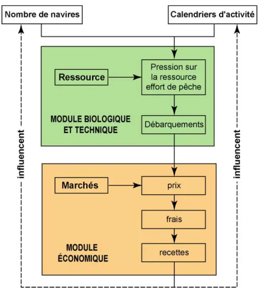 Figure 9. Schéma simplifié de la structure d’un modèle « bioéconomique » dans un  objectif de gestion des pêches