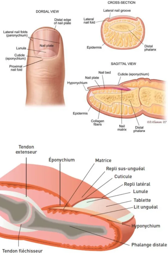 fig 1 : Finger nail anatomy ;  https://www.pinterest.fr/pin/108297566013084797/ 