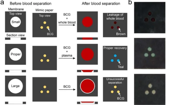 Figure  3-6.  (a)  Schematic  illustrations  of  human  blood  separation  process  on  the  all-in-one  E- E-μPAD