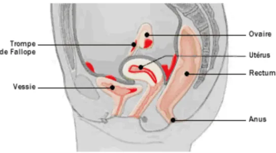 Figure 1 : Localisations préférentielles de l’endométriose profonde  http://www.docplayer/endometriose 