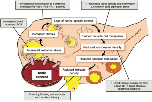 Figure 6 : Mécanismes intra-ovariens d’altération de la qualité ovocytaire  Sanchez et al