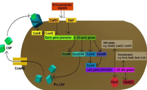 Figure  2.1.  Schematic  representation  of  competence  regulation  in  S.  pneumoniae  (Taken from (Johnsborg et al