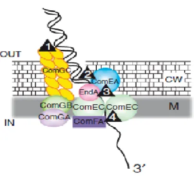 Figure 2.2. A DNA uptake machine. Uptake of exogenous dsDNA produces ssDNA in  competent  cells