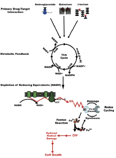 Figure 3.2. Proposed model for the common mechanism of killing by bactericidal  drugs (Kohanski et al