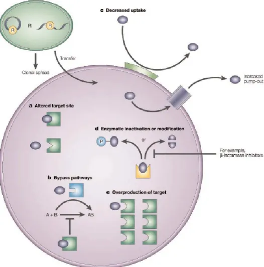 Figure 3.3. Mechanisms of genetic resistance to antimicrobial agents adapted from. 