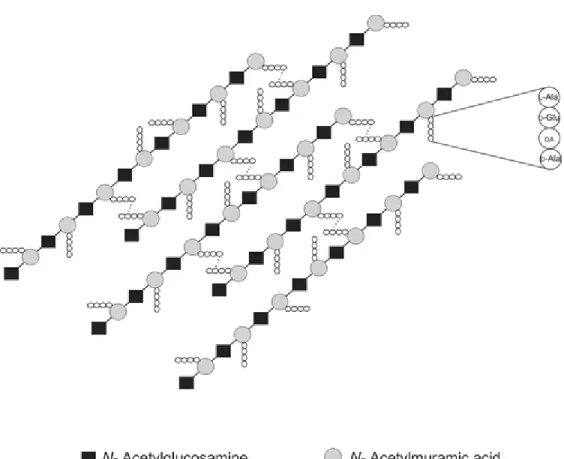 Figure 4.1. Architecture of bacterial peptidoglycan. DA – diamino acid (either meso- meso-diaminopimelic acid or L-Lysine) (Taken from (Gautam et al