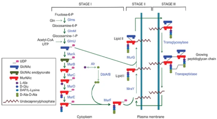 Figure  4.2.  Schematic  representation  of  the  bacterial  peptidoglycan  biosynthesis  pathway ( Taken from (Gautam et al