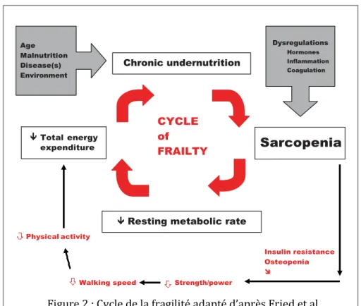 Figure 2 : Cycle de la fragilité adapté d’après Fried et al. 
