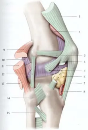 Figure F. Appareil capsulo-ligamentaire et tendineux péri articulaire en vue latérale (13)
