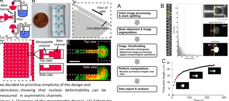 Figure  2:  Custom-designed  MATLAB  software  enables  rapid  analysis of nuclear deformability
