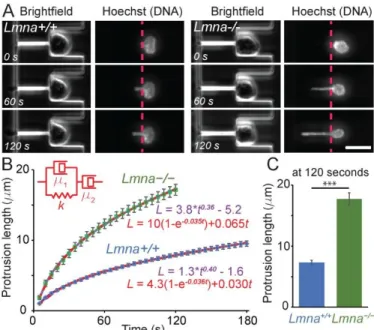 Figure 4: Validation of the devices the mechanical properties of  nuclei.  Wild-type  (Lmna +/+ ,  left)  and  lamin  A/C-deficient  (Lmna –/– ,  right)  cells  were  deformed  and  the  length  of  the  protrusion  was  measured  as  a  function  of  time