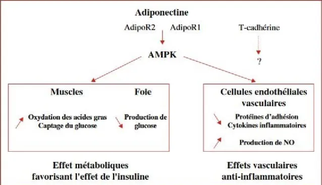 Figure 8 : Effets métaboliques et vasculaires de l’adiponectine [20]  