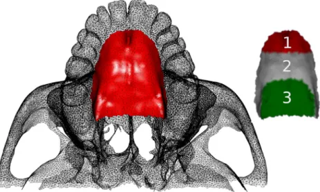 Fig. 1. Deﬁnition of the total region of interest on the surface of the palate (in red), and of the three different zones used in the morphometric analyses: (1) palatal tip (red), (2) median palatal region (white) and (3) posterior palate (green).