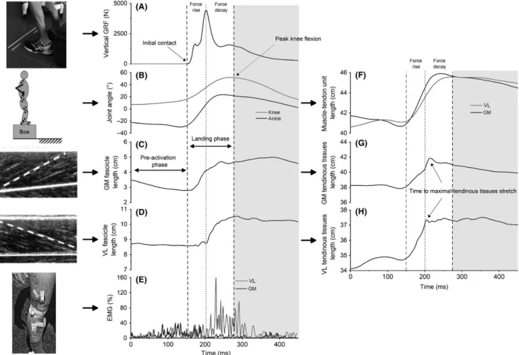 FIGURE 1  Individual examples of instrumentation and measurements from a double‐leg drop landing from 50 cm